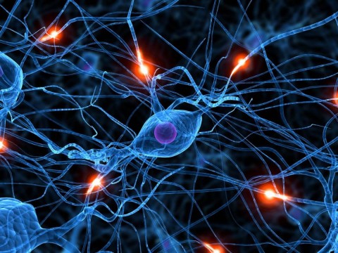 Beyin Nöroplastisitesi Nedir, Yaşamımızı Nasıl Etkiler?